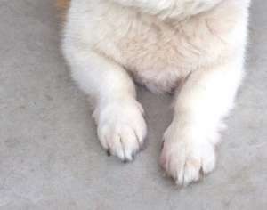 ガルちゃん、手タレオーディション！