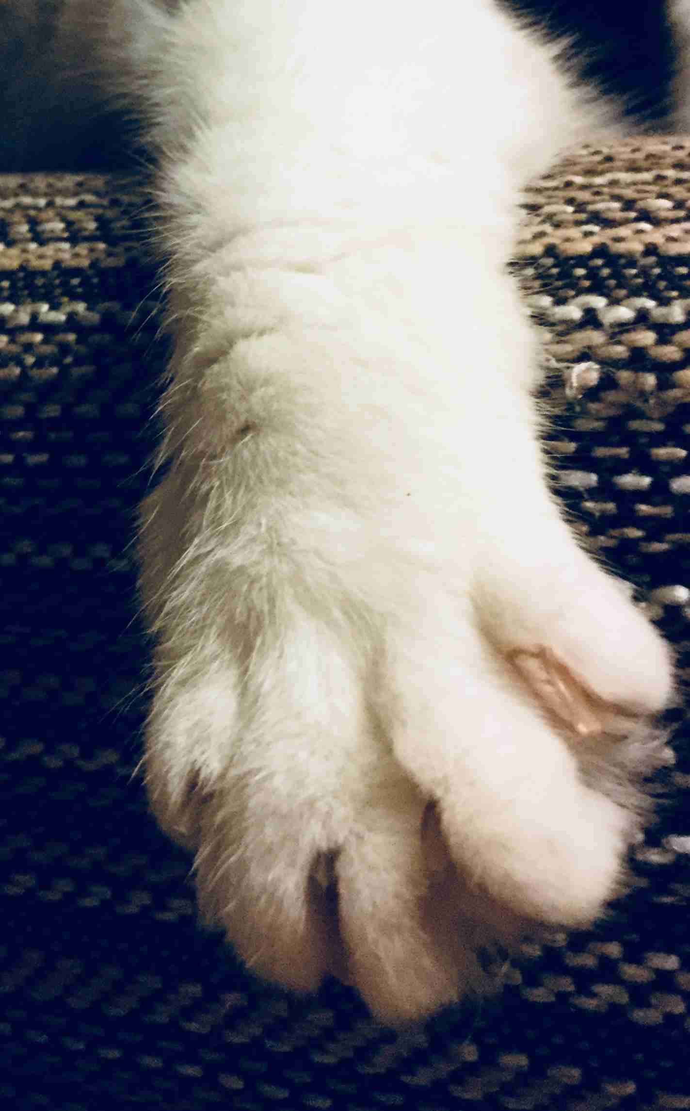 ガルちゃん、手タレオーディション！