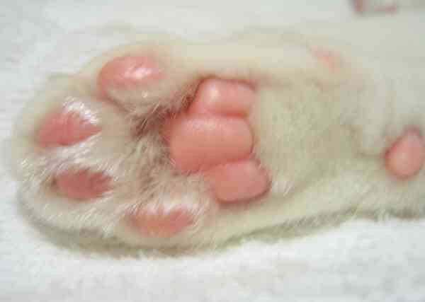 ガルちゃん、手タレオーディション！