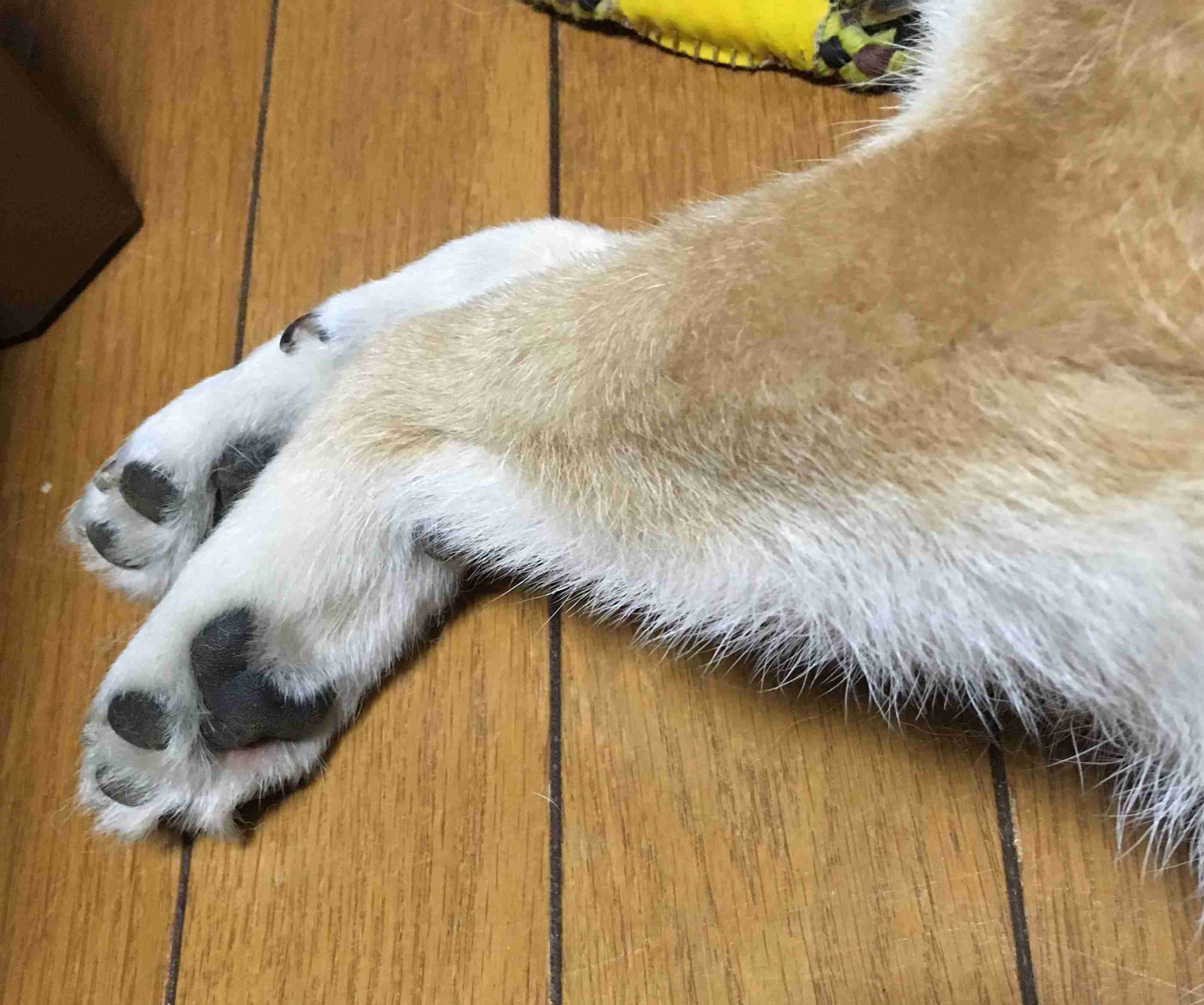 ガルちゃん、手タレオーディション！