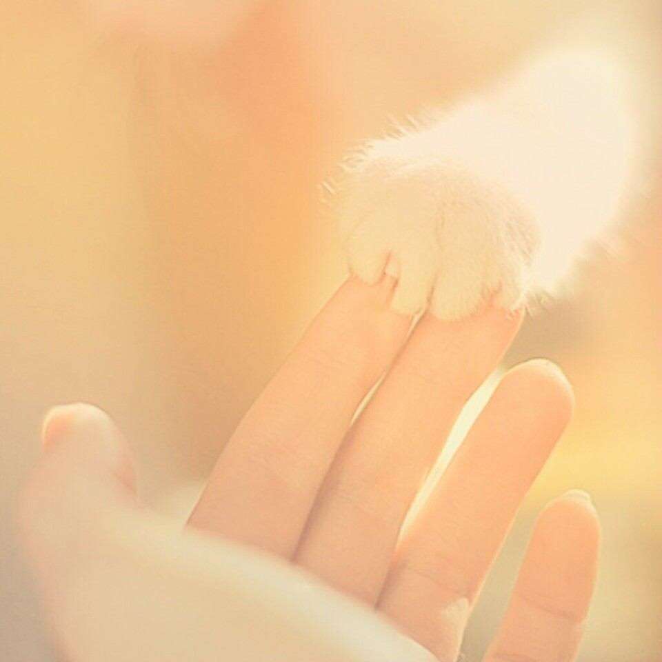 ガルちゃん、手タレオーディション！