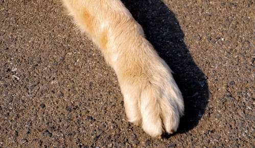 ガルちゃん、手タレオーディション！