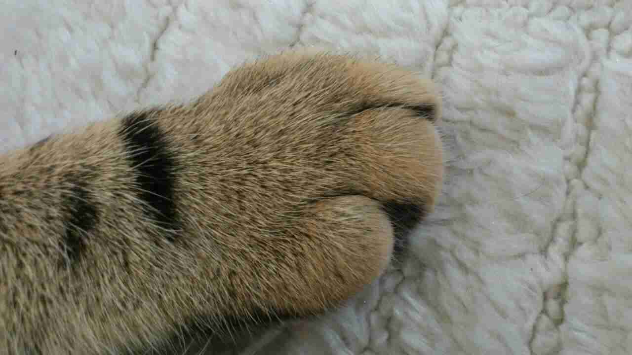 ガルちゃん、手タレオーディション！