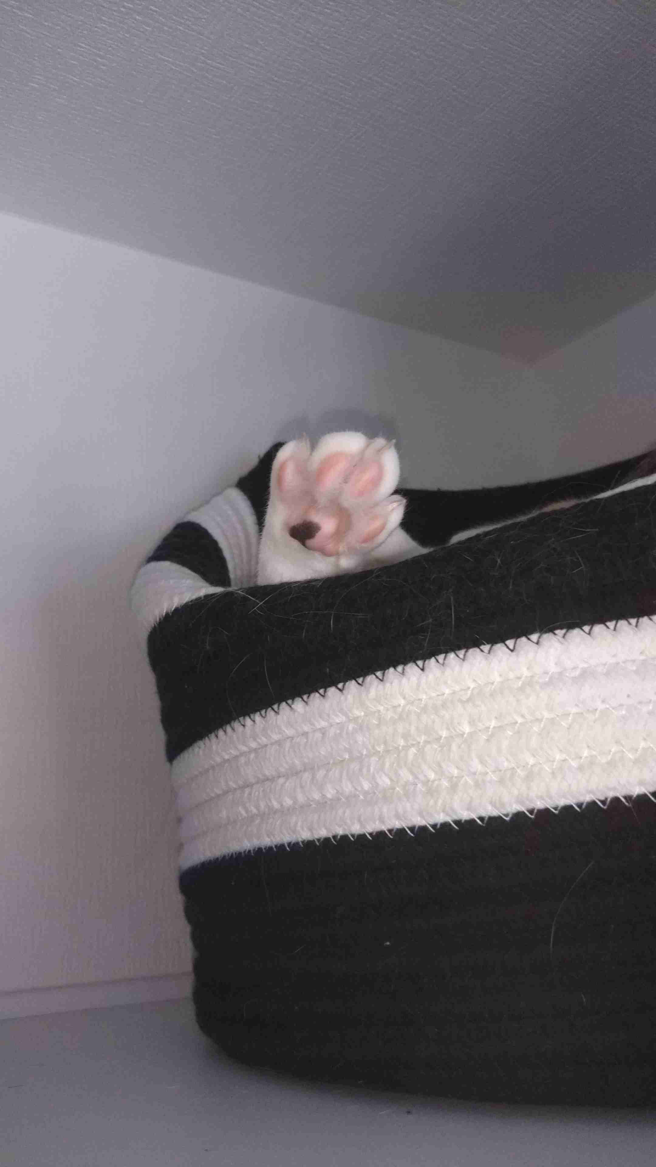 ガルちゃん、手タレオーディション！