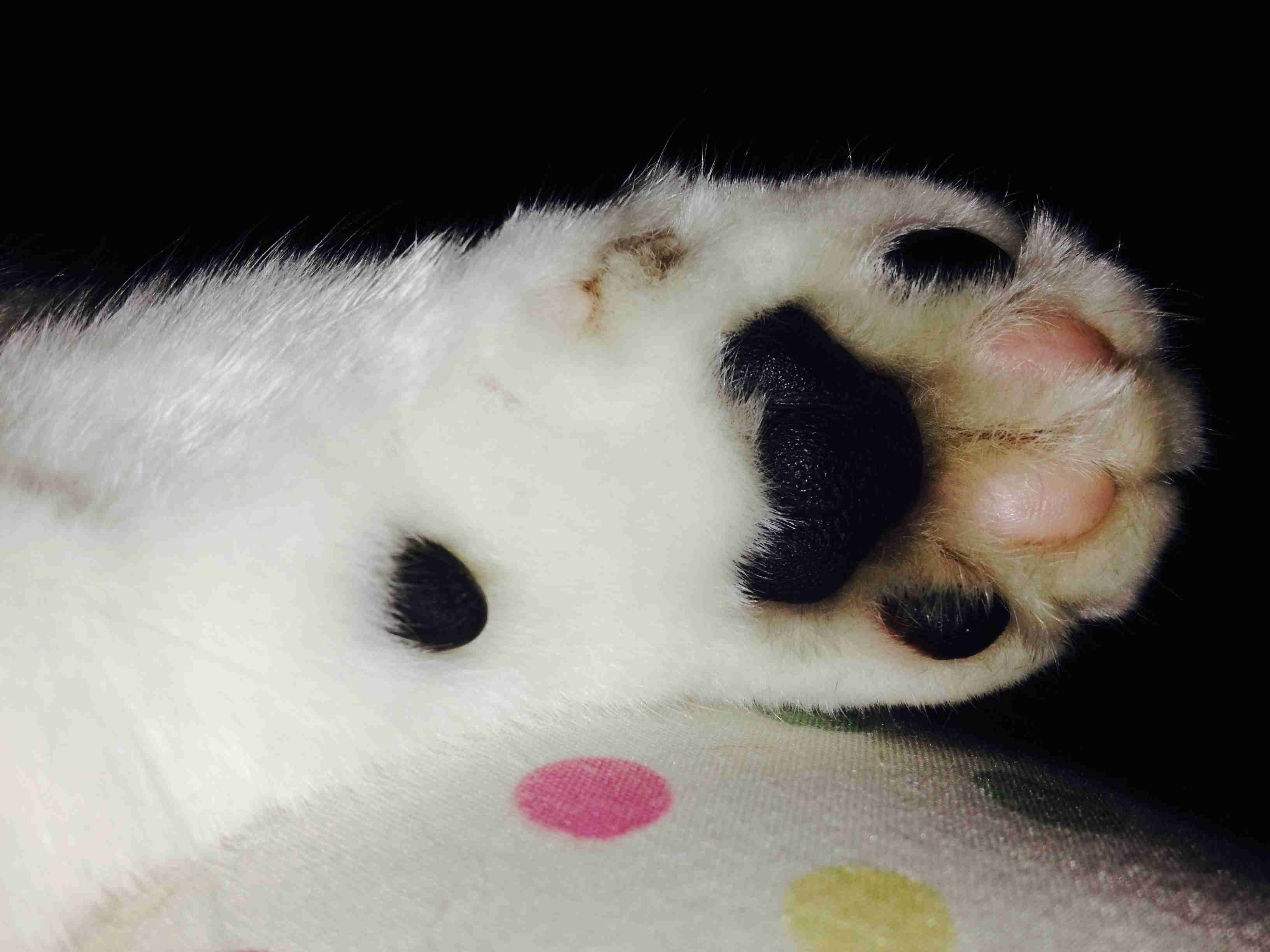 ガルちゃん、手タレオーディション！