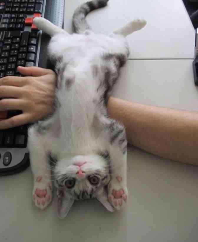 ガルちゃん、手タレオーディション！