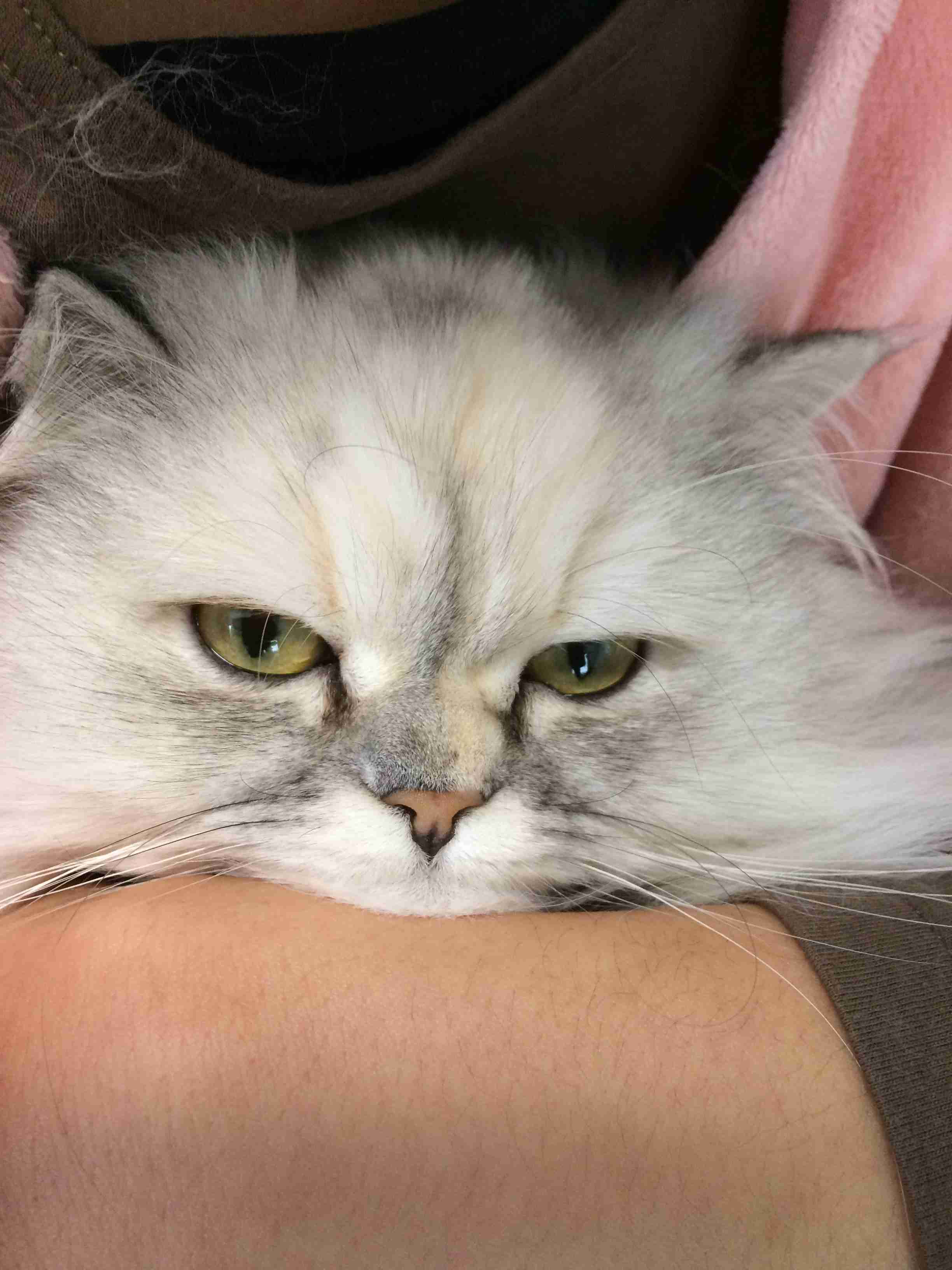 目つきの悪い猫を貼るトピ
