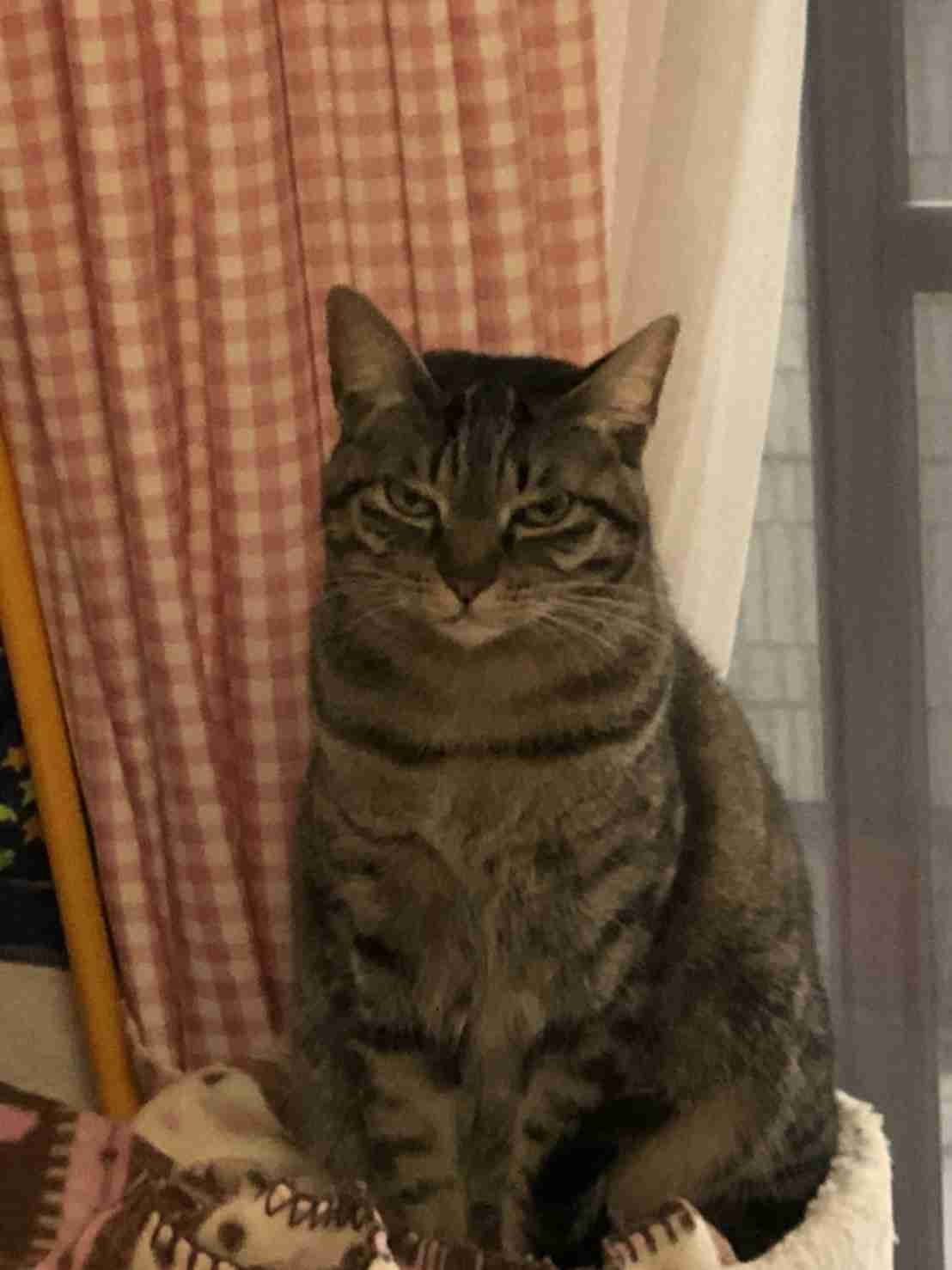 目つきの悪い猫を貼るトピ