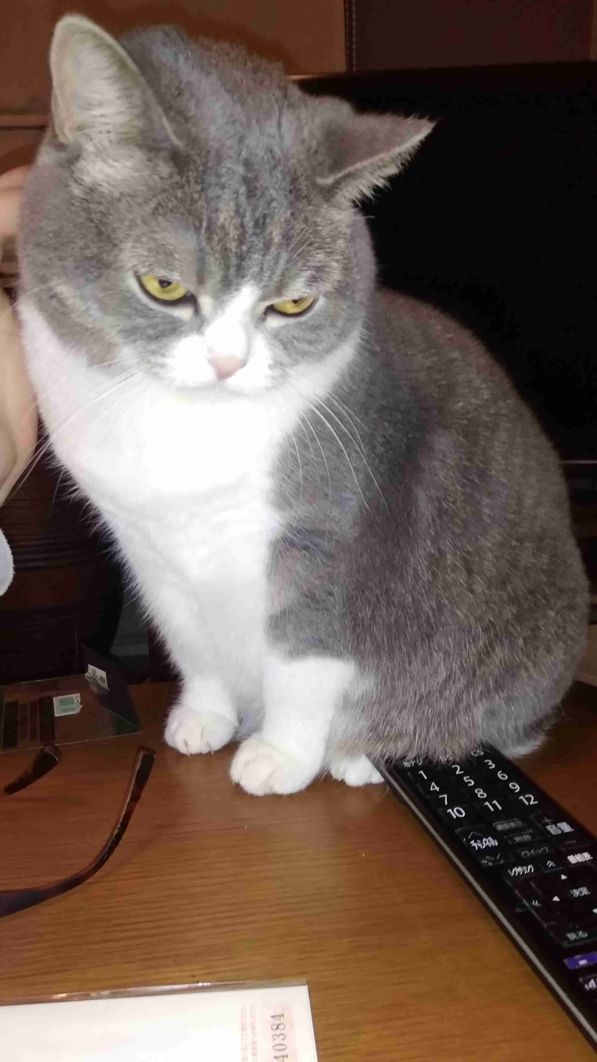 目つきの悪い猫を貼るトピ