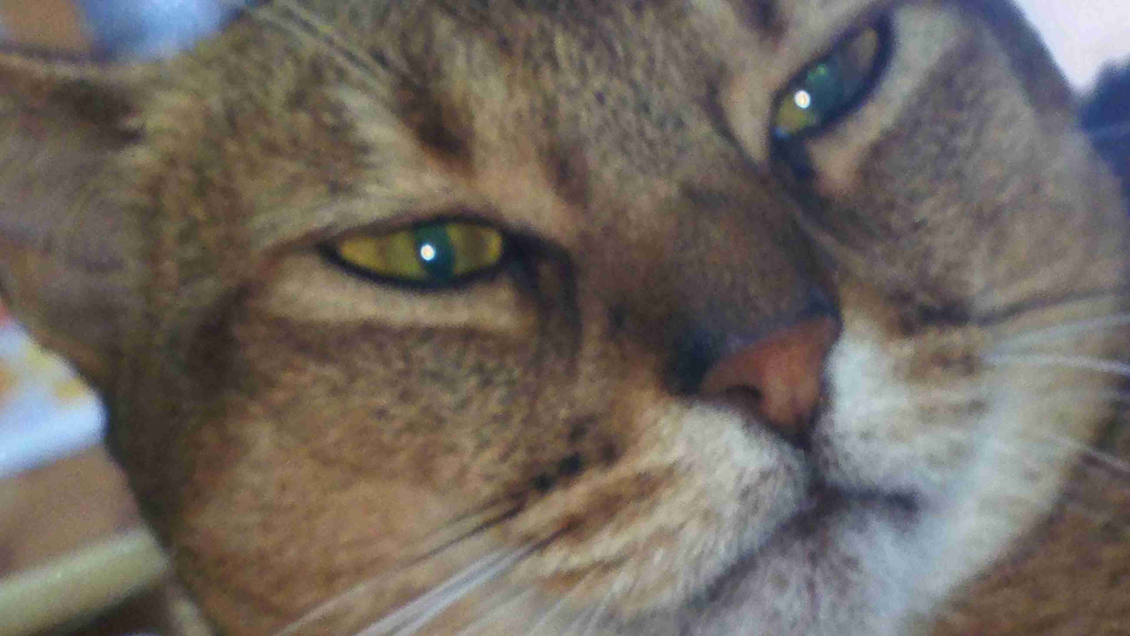 目つきの悪い猫を貼るトピ