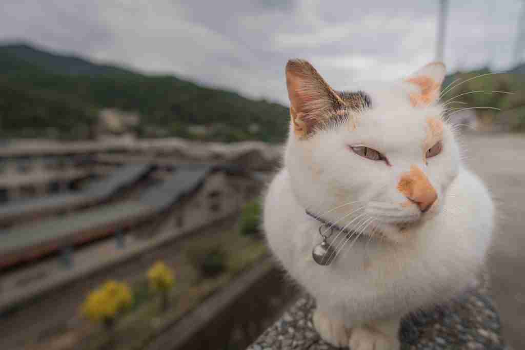 目つきの悪い猫を貼るトピ