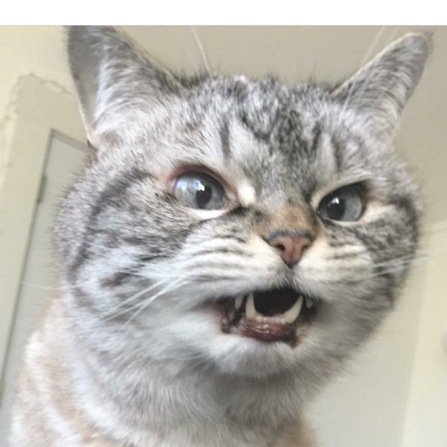 目つきの悪い猫を貼るトピ