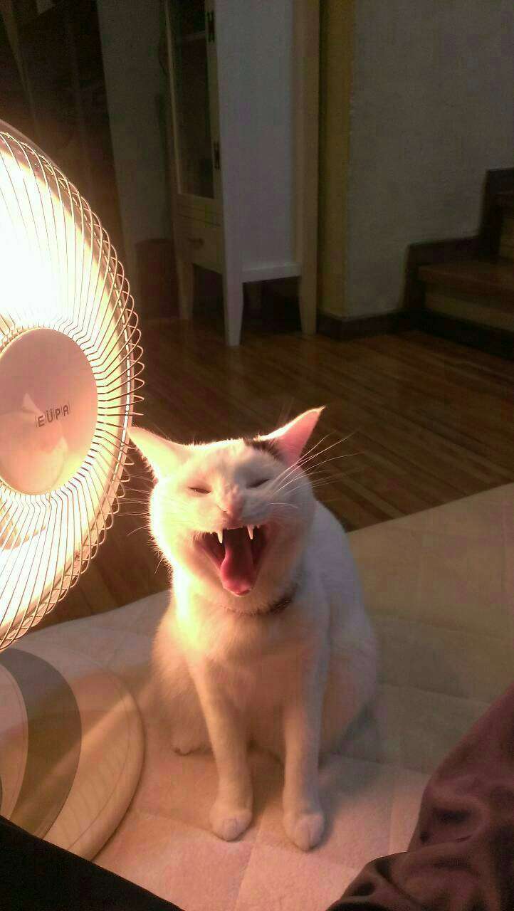 目つきの悪い猫を貼るトピ