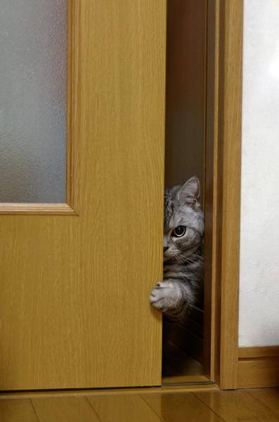 目つきの悪い猫を貼るトピ