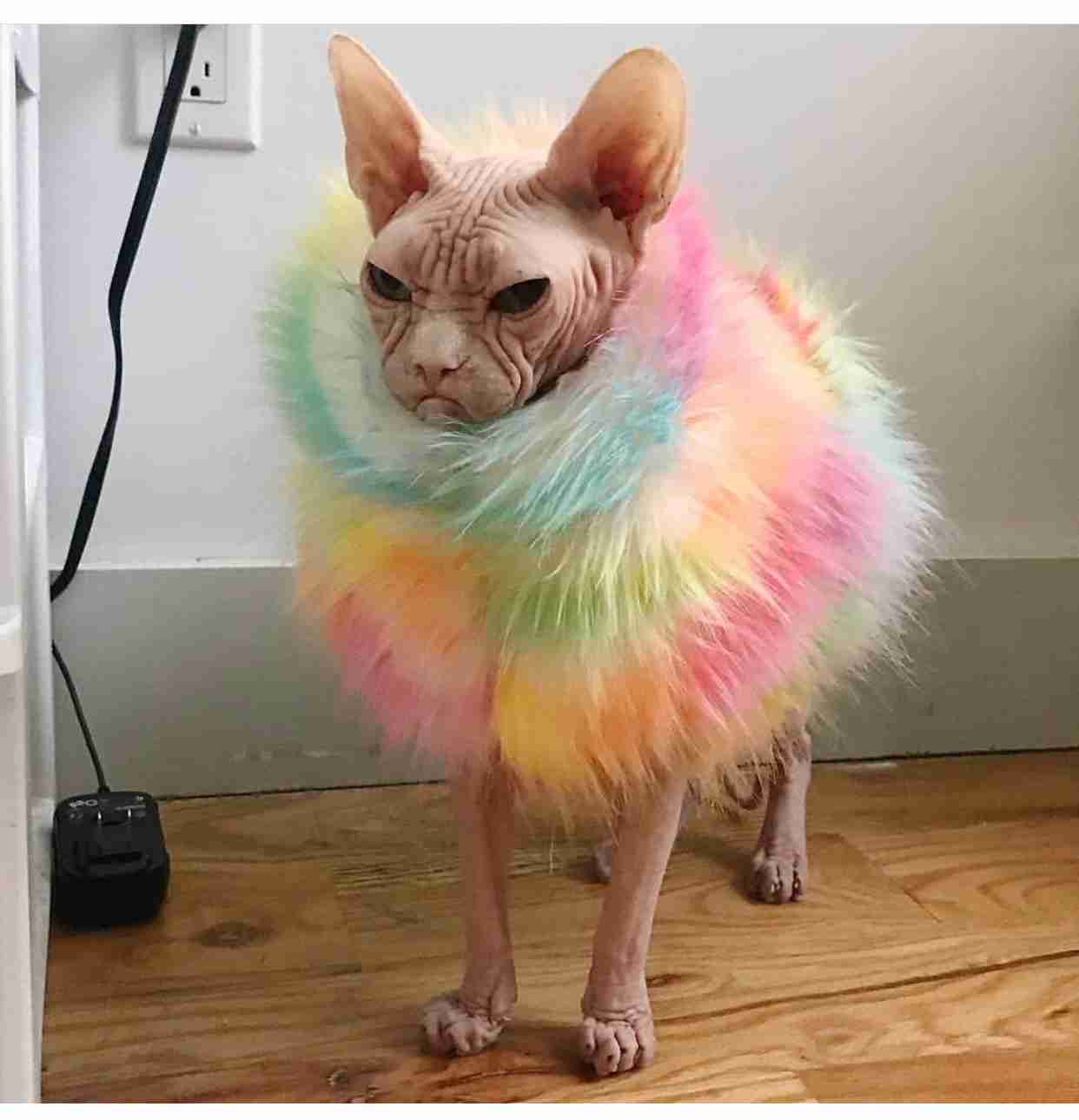 目つきの悪い猫を貼るトピ