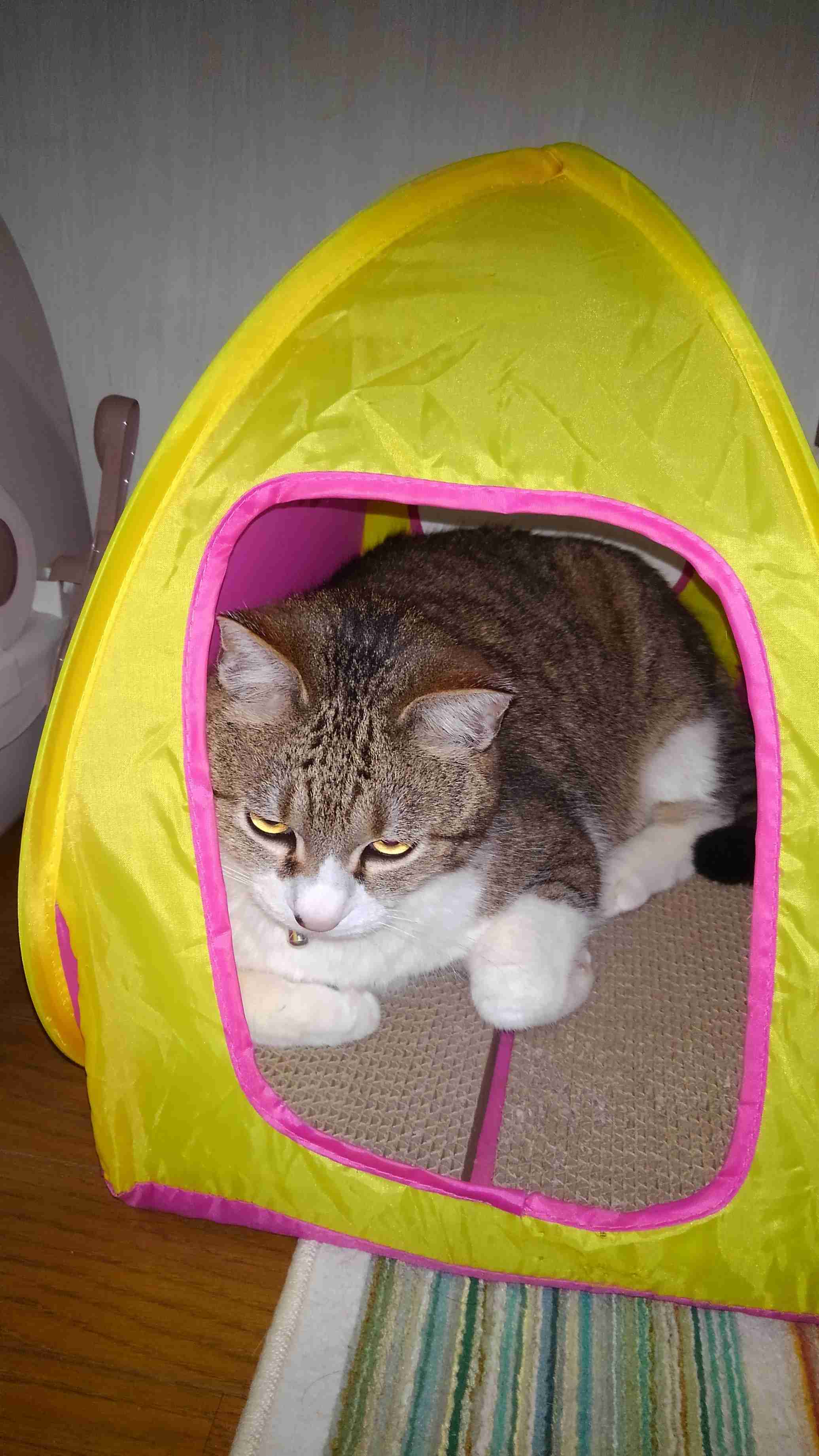 目つきの悪い猫を貼るトピ