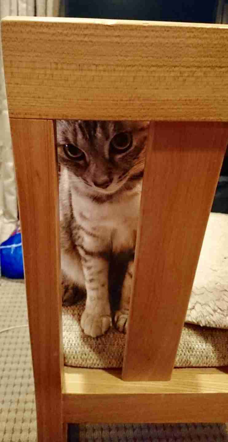 目つきの悪い猫を貼るトピ