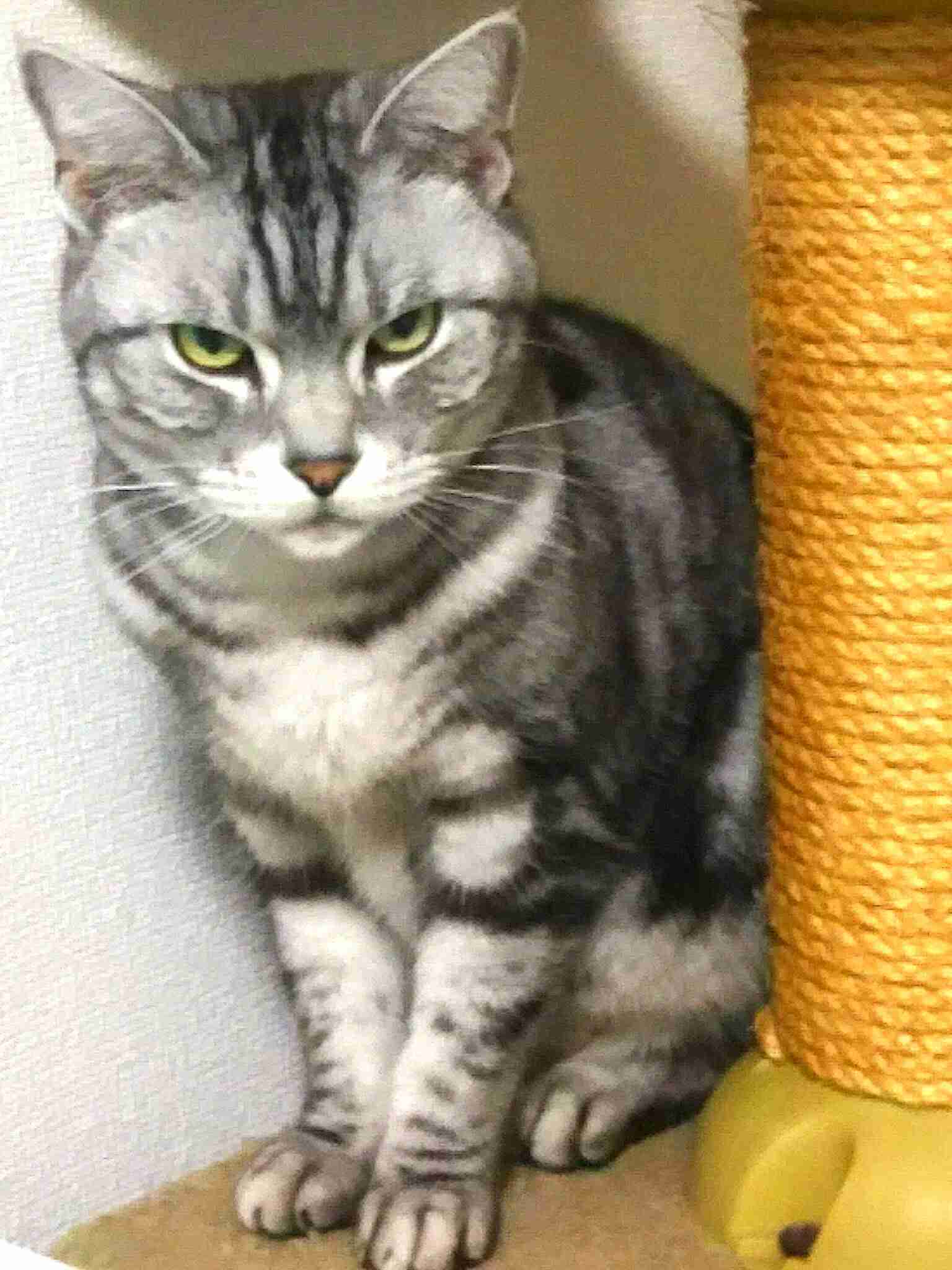 目つきの悪い猫を貼るトピ