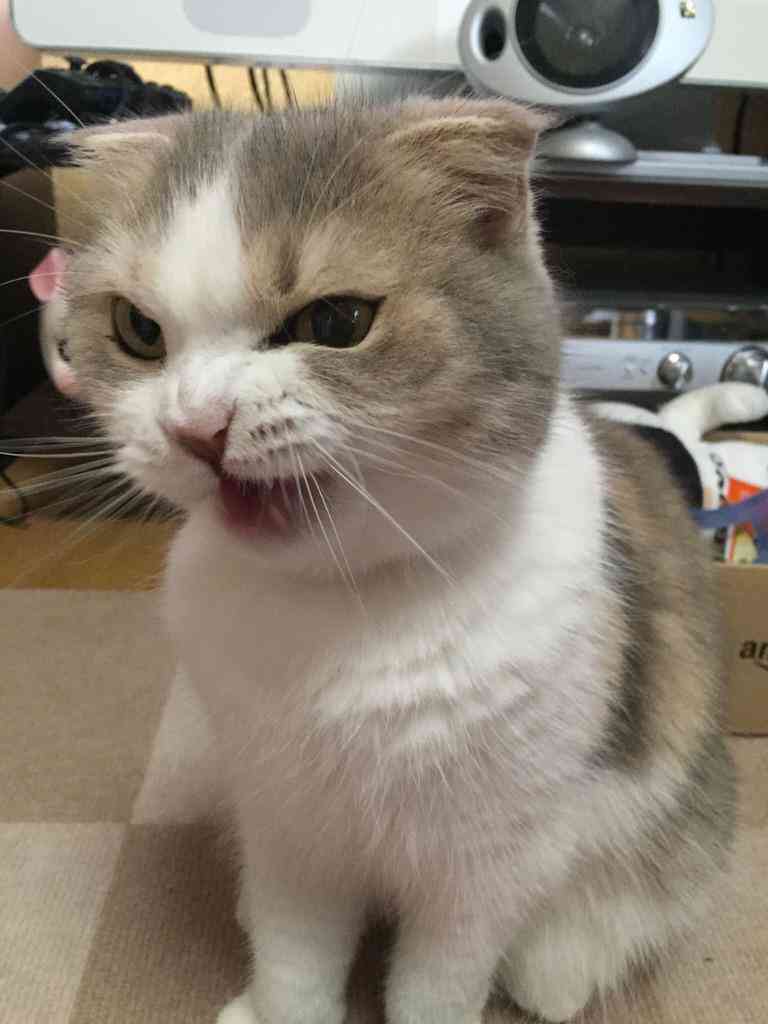 目つきの悪い猫を貼るトピ