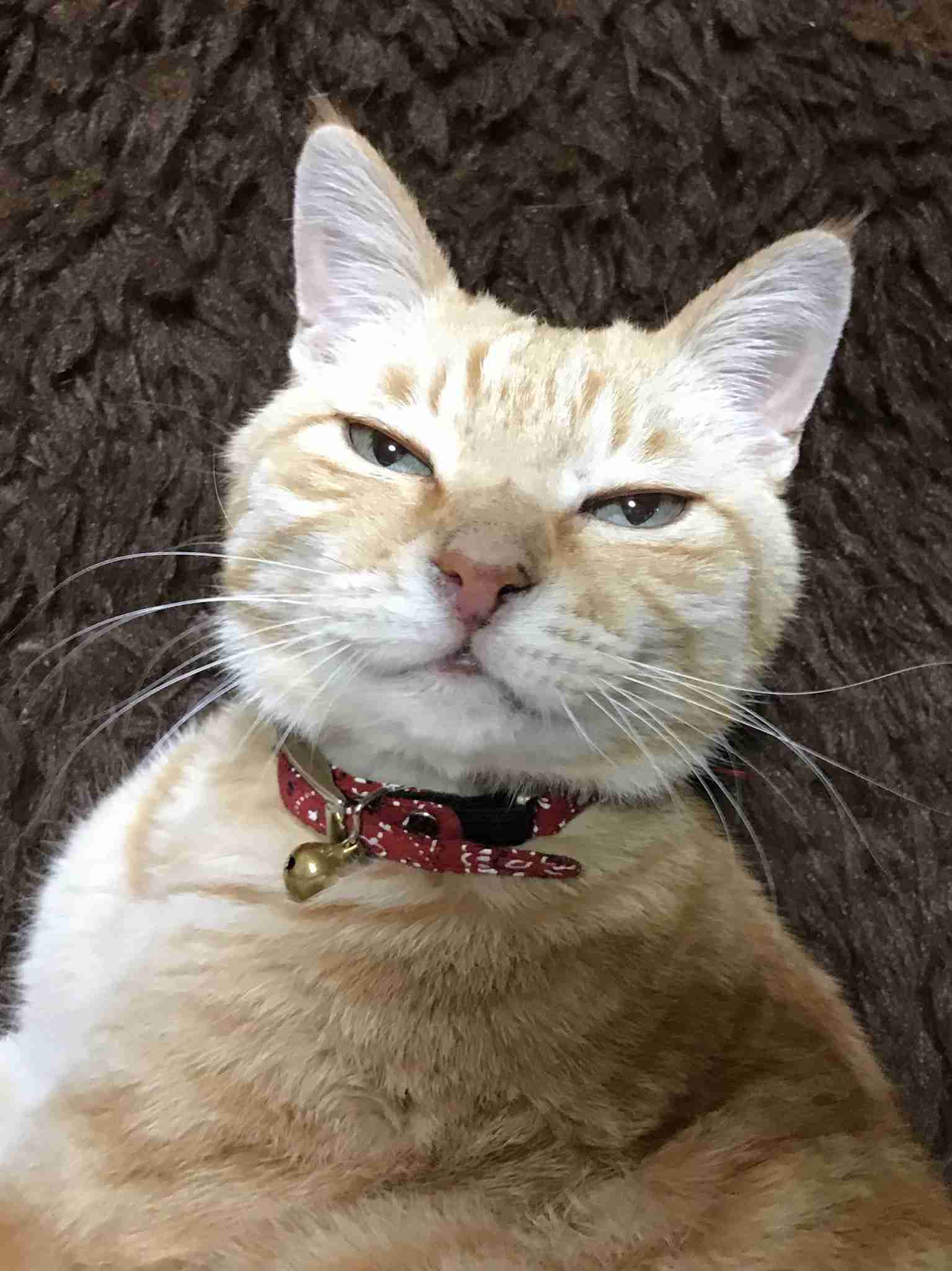 目つきの悪い猫を貼るトピ