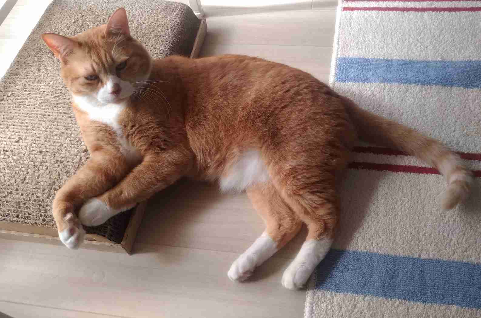 目つきの悪い猫を貼るトピ