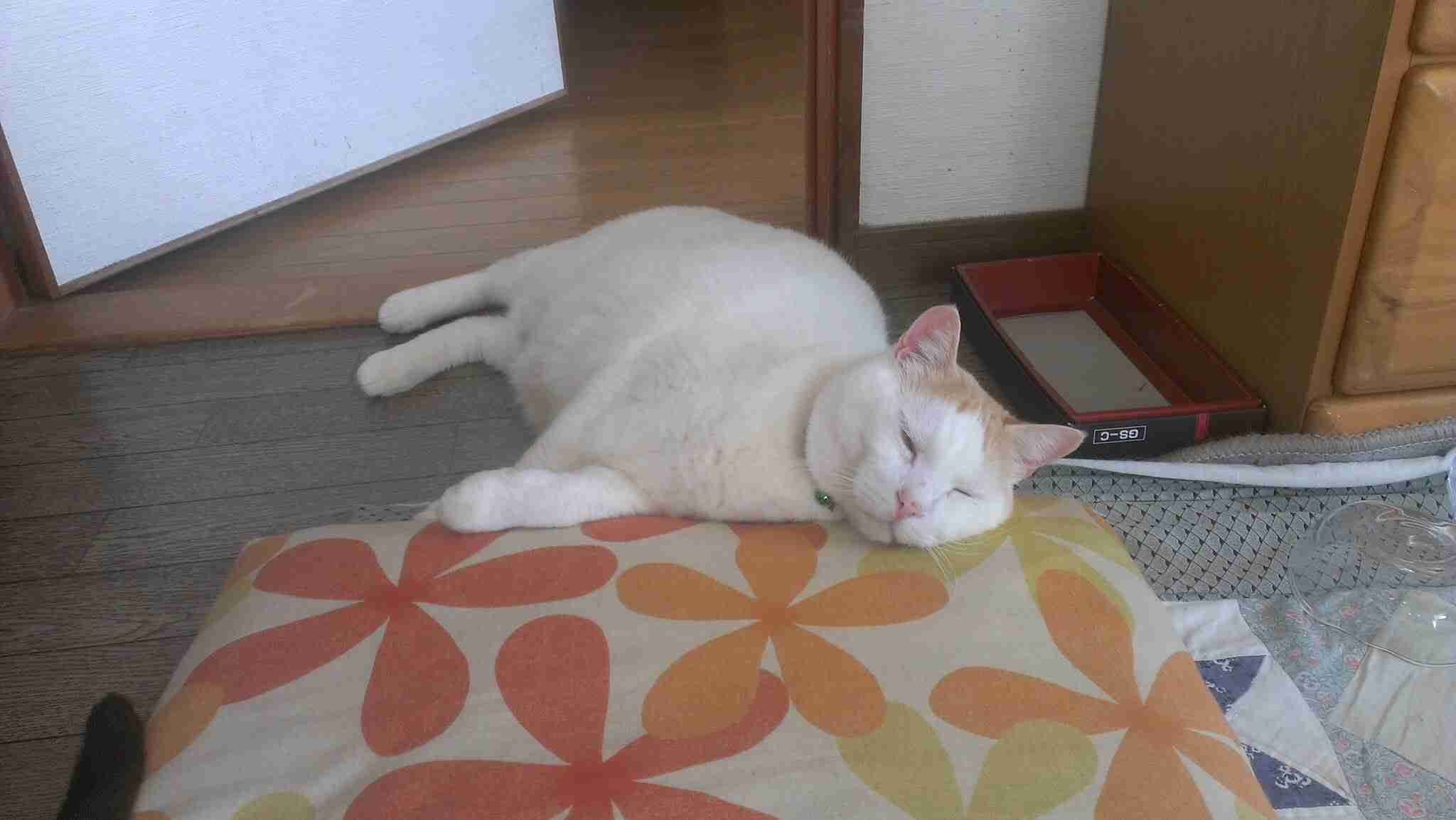 目つきの悪い猫を貼るトピ