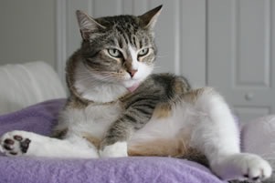 目つきの悪い猫を貼るトピ