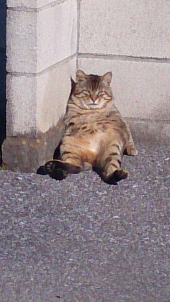 目つきの悪い猫を貼るトピ
