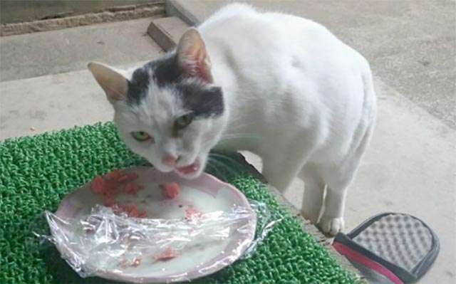 目つきの悪い猫を貼るトピ