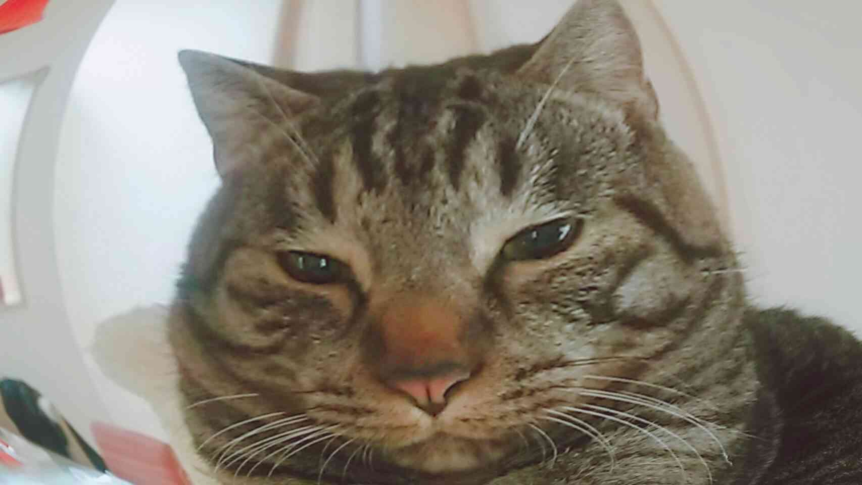目つきの悪い猫を貼るトピ