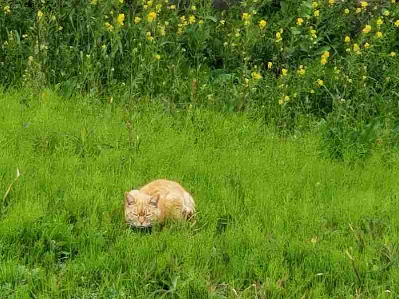 目つきの悪い猫を貼るトピ