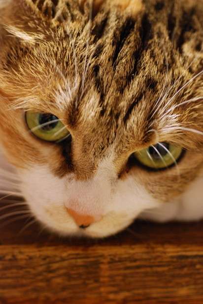 目つきの悪い猫を貼るトピ