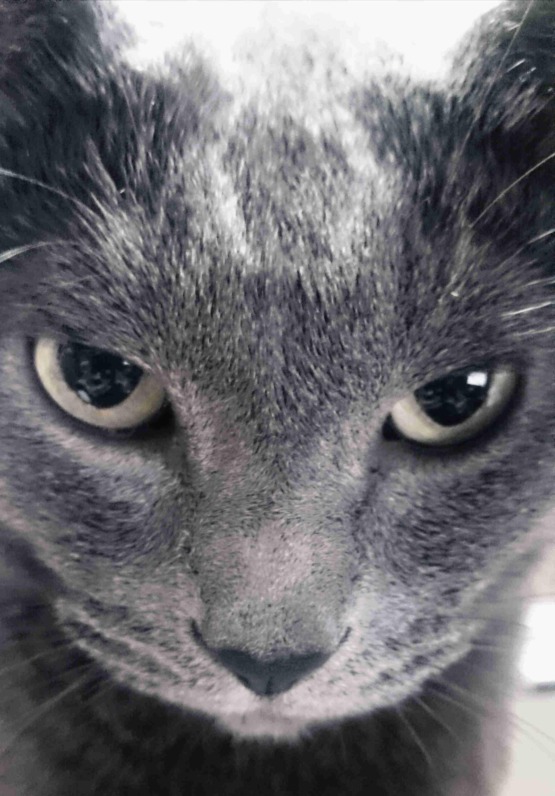 目つきの悪い猫を貼るトピ