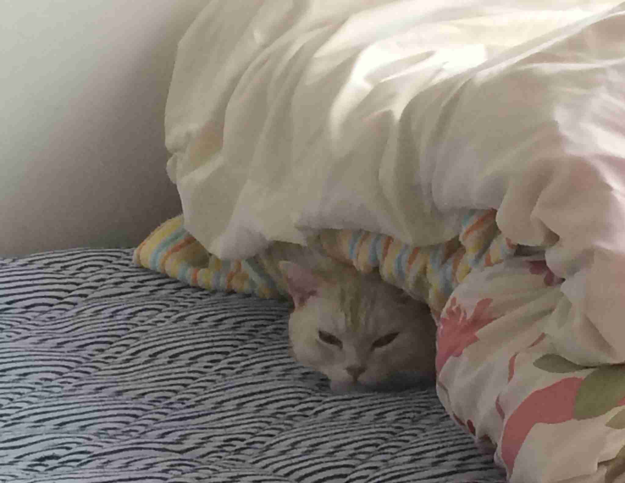 目つきの悪い猫を貼るトピ