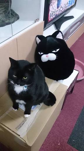 目つきの悪い猫を貼るトピ