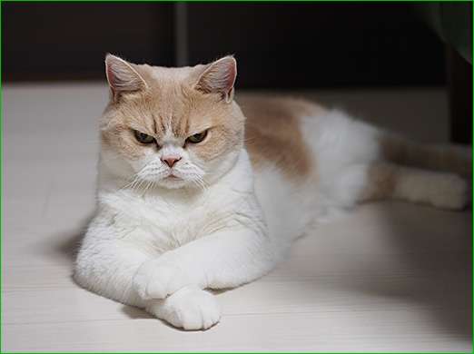目つきの悪い猫を貼るトピ