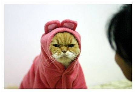 目つきの悪い猫を貼るトピ