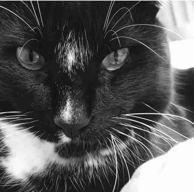 目つきの悪い猫を貼るトピ
