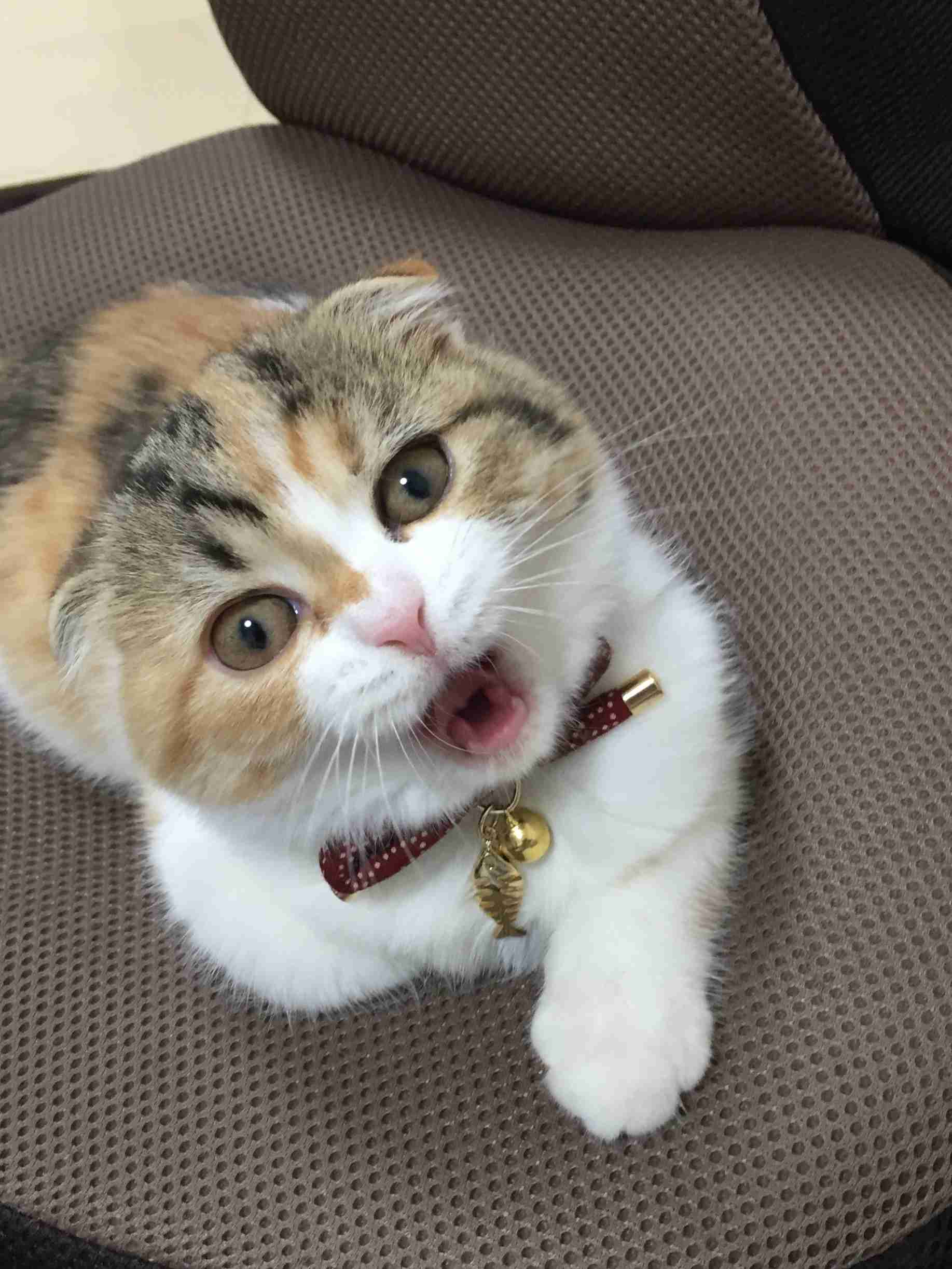 目つきの悪い猫を貼るトピ