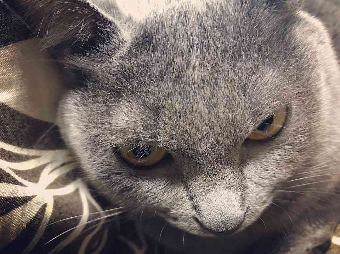 目つきの悪い猫を貼るトピ