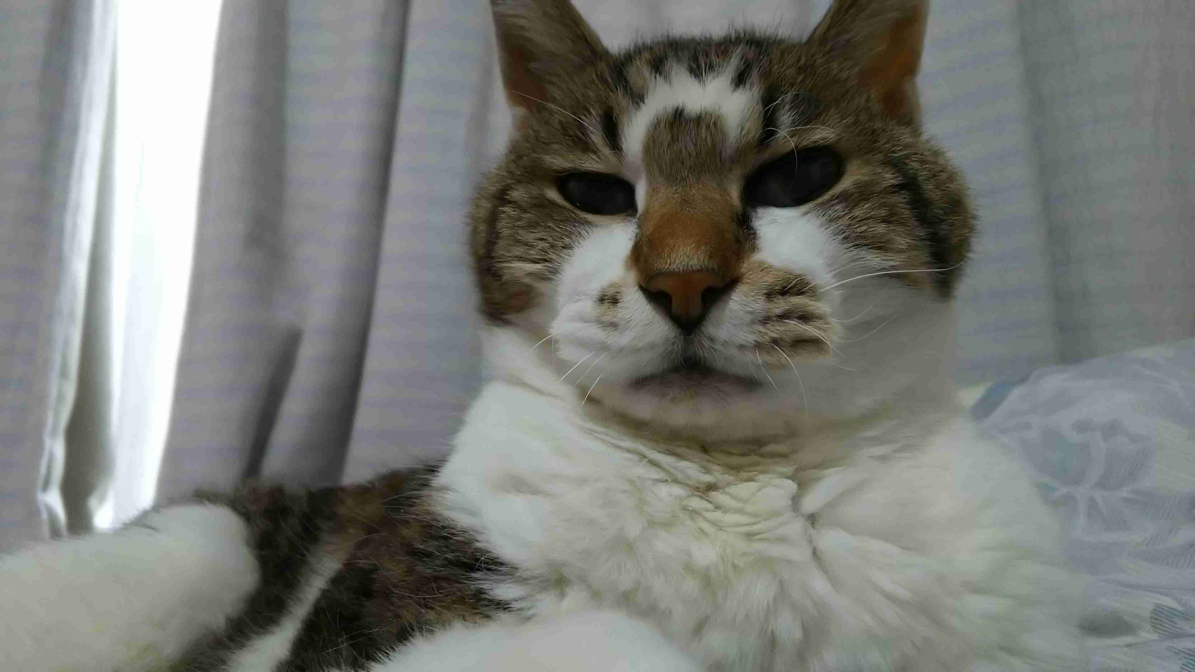 目つきの悪い猫を貼るトピ