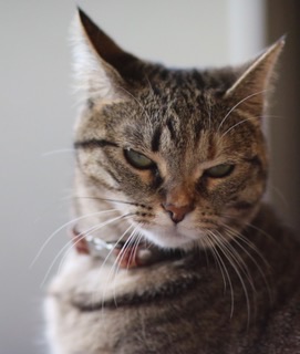 目つきの悪い猫を貼るトピ