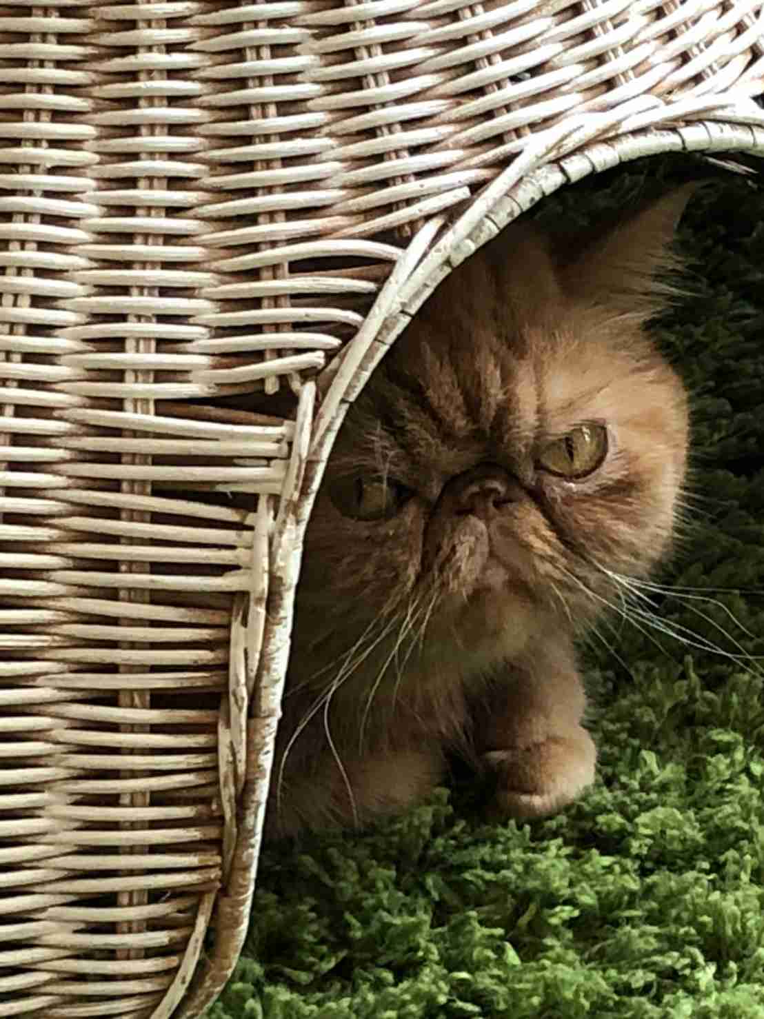 目つきの悪い猫を貼るトピ