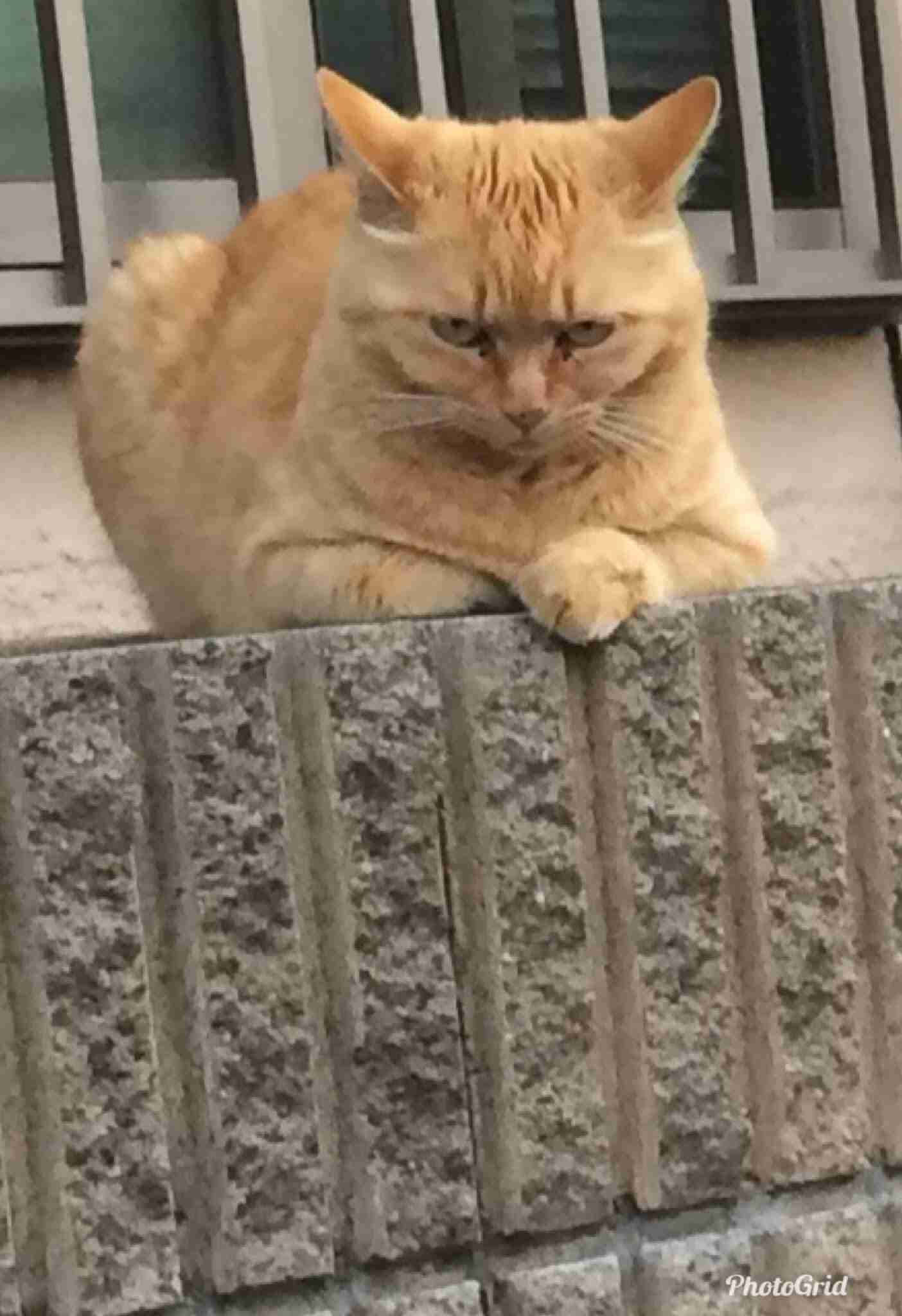 目つきの悪い猫を貼るトピ