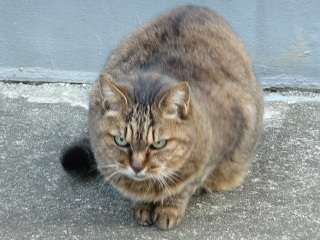 目つきの悪い猫を貼るトピ
