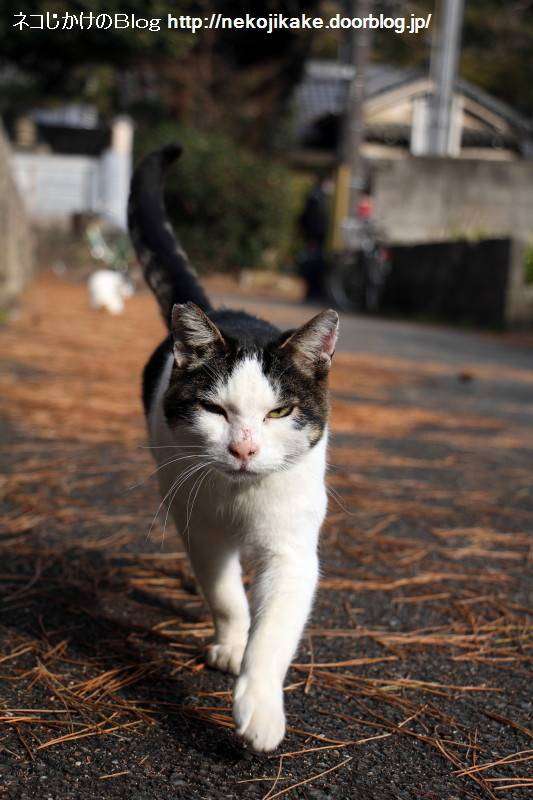 目つきの悪い猫を貼るトピ