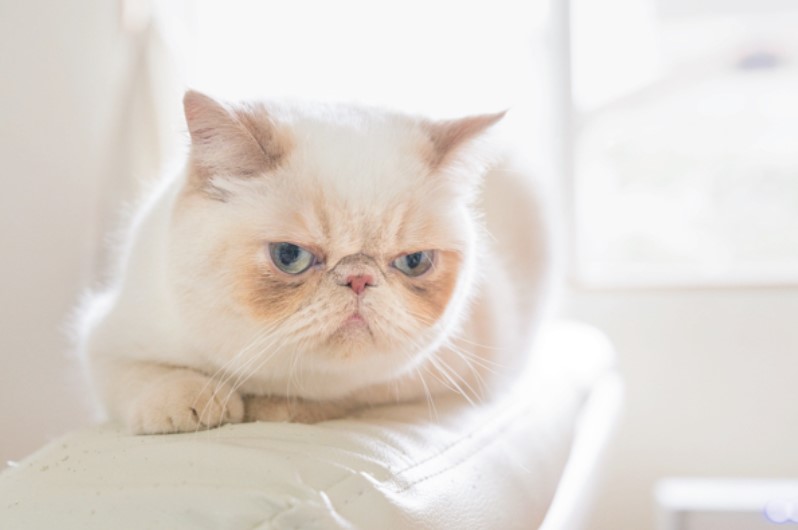 目つきの悪い猫を貼るトピ