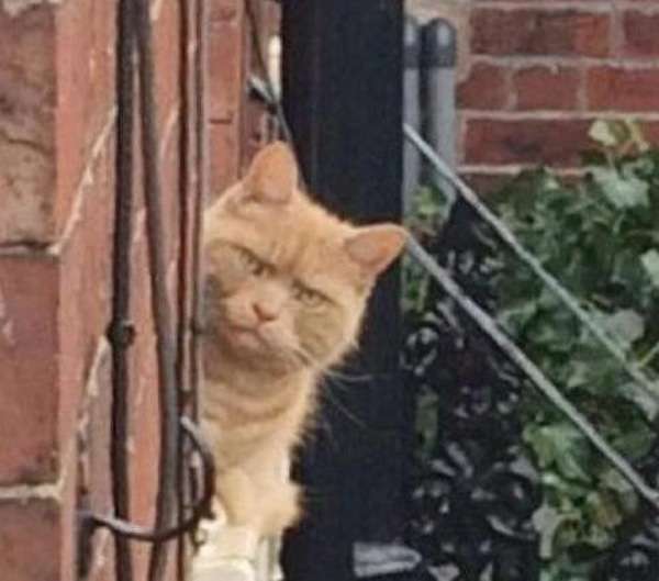 目つきの悪い猫を貼るトピ