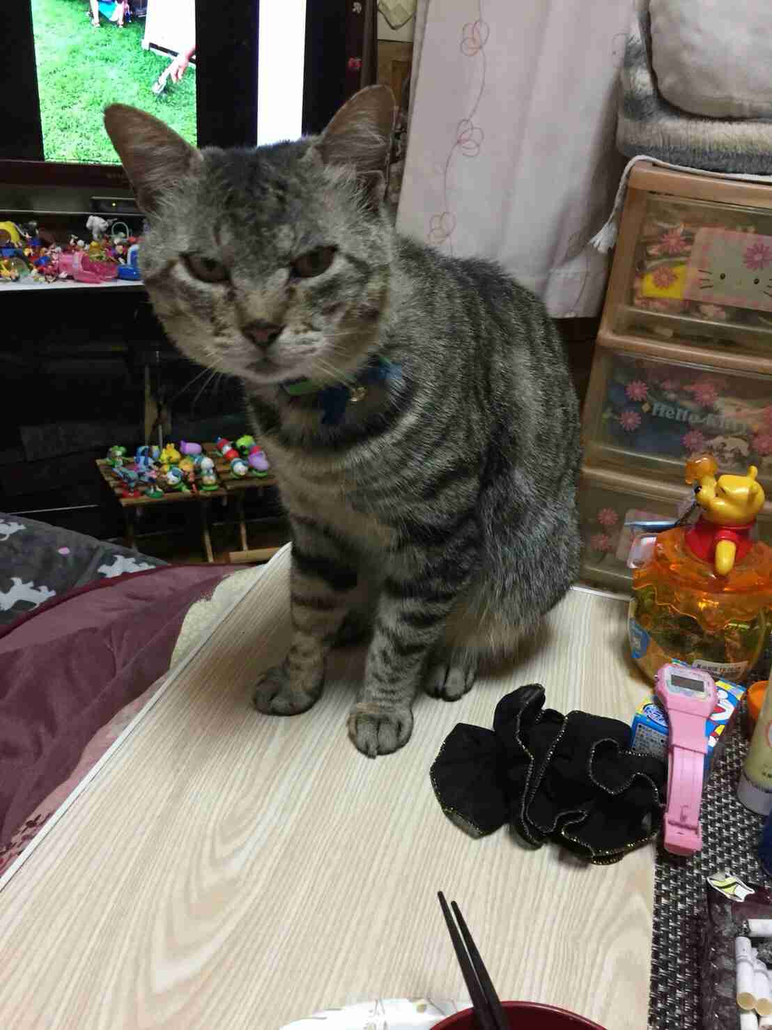 目つきの悪い猫を貼るトピ