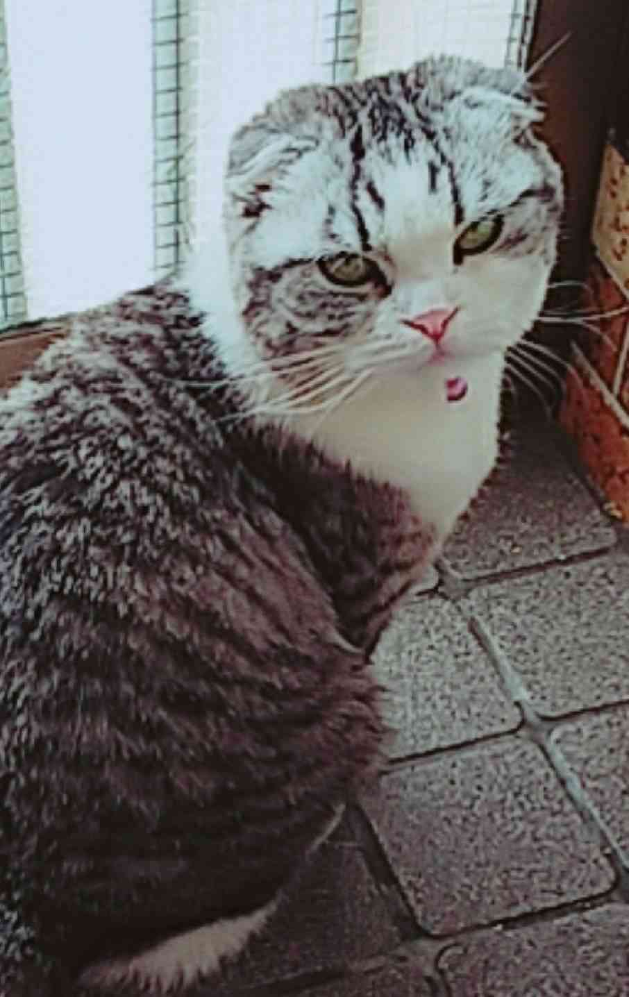 目つきの悪い猫を貼るトピ